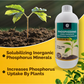 OrganicDews Phosphate Solubilizing Bacteria (PSB) – 2×10⁸ CFU/mL Liquid Bio Inoculant Fertilizer for Plants – Supports Phosphorus Availability, Root Development & Nutrient Uptake – Phosphodews