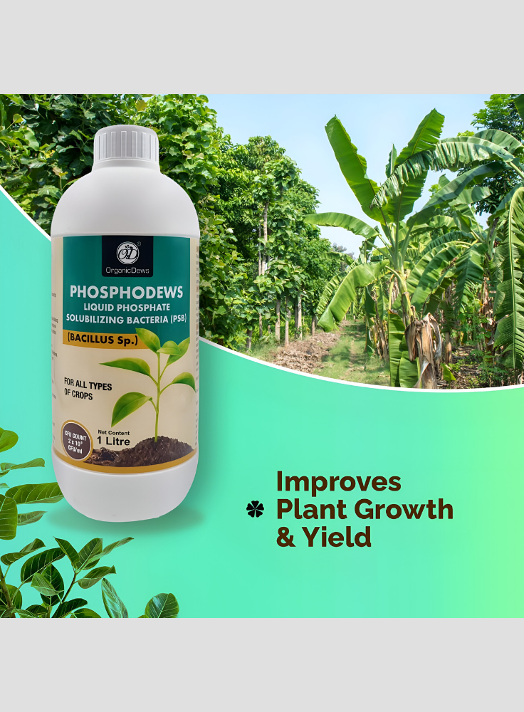 OrganicDews Phosphate Solubilizing Bacteria (PSB) – 2×10⁸ CFU/mL Liquid Bio Inoculant Fertilizer for Plants – Supports Phosphorus Availability, Root Development & Nutrient Uptake – Phosphodews