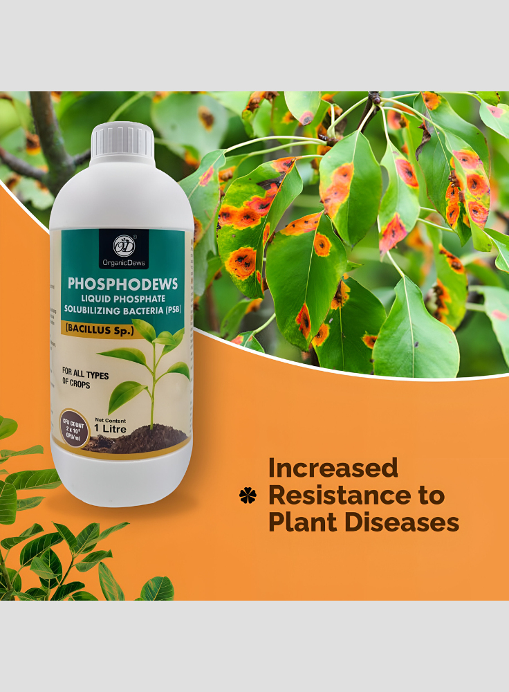 OrganicDews Phosphate Solubilizing Bacteria (PSB) – 2×10⁸ CFU/mL Liquid Bio Inoculant Fertilizer for Plants – Supports Phosphorus Availability, Root Development & Nutrient Uptake – Phosphodews
