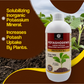 OrganicDews Potassium Mobilizing Bacteria (KMB) – 2×10⁸ CFU/mL Liquid Bio Inoculant Fertilizer for Plants – Supports Potassium Availability, Root Growth, Flowering & Fruit Quality – Potashodews