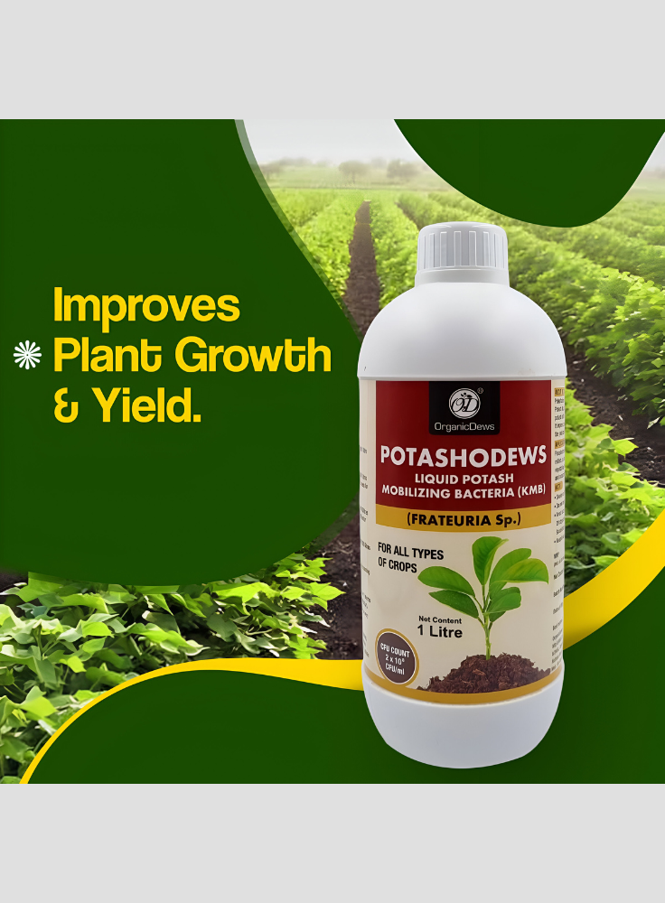 OrganicDews Potassium Mobilizing Bacteria (KMB) – 2×10⁸ CFU/mL Liquid Bio Inoculant Fertilizer for Plants – Supports Potassium Availability, Root Growth, Flowering & Fruit Quality – Potashodews