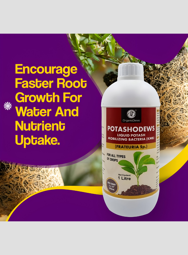 OrganicDews Potassium Mobilizing Bacteria (KMB) – 2×10⁸ CFU/mL Liquid Bio Inoculant Fertilizer for Plants – Supports Potassium Availability, Root Growth, Flowering & Fruit Quality – Potashodews