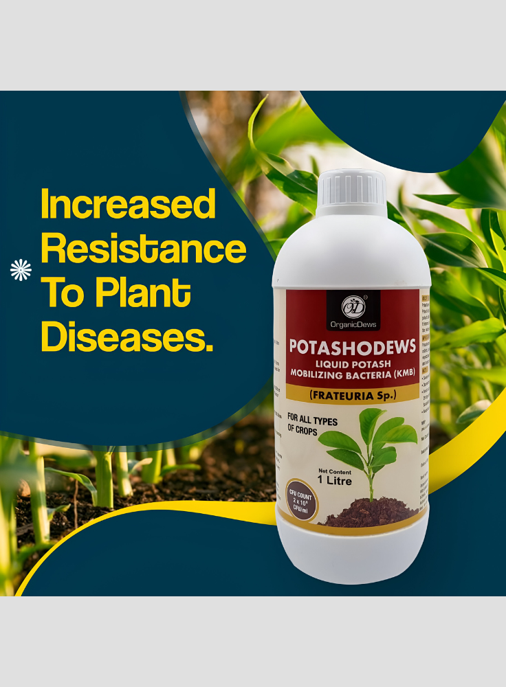 OrganicDews Potassium Mobilizing Bacteria (KMB) – 2×10⁸ CFU/mL Liquid Bio Inoculant Fertilizer for Plants – Supports Potassium Availability, Root Growth, Flowering & Fruit Quality – Potashodews