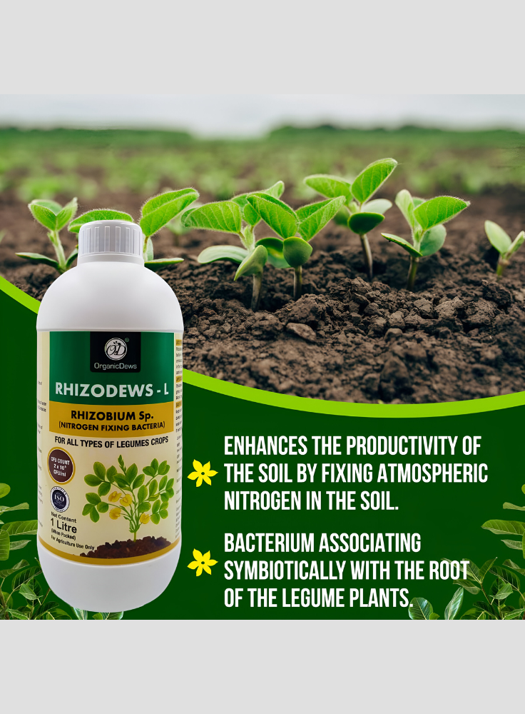 OrganicDews Rhizobium leguminosarum – Nitrogen Fixing Bacteria (2×10⁸ CFU/mL) Liquid Bio Inoculant Fertilizer for Legume Plants – Supports Root Development, Soil Fertility & Plant Growth – Rhizodews