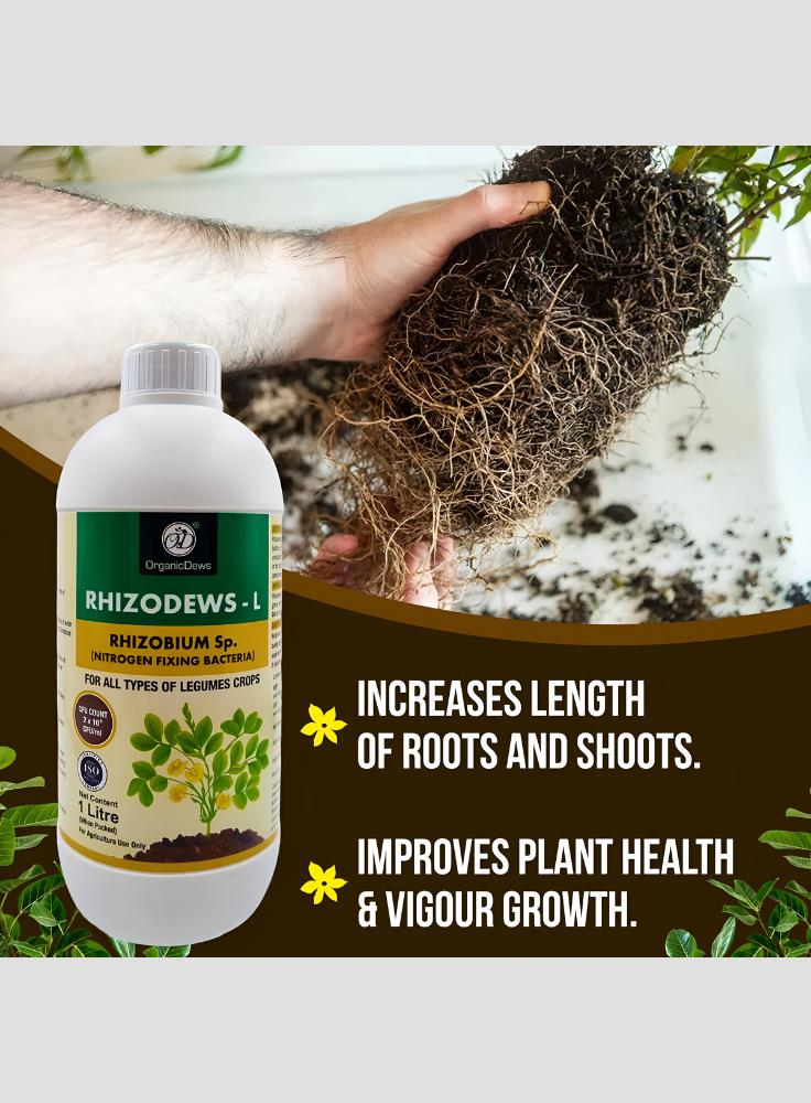 OrganicDews Rhizobium leguminosarum – Nitrogen Fixing Bacteria (2×10⁸ CFU/mL) Liquid Bio Inoculant Fertilizer for Legume Plants – Supports Root Development, Soil Fertility & Plant Growth – Rhizodews